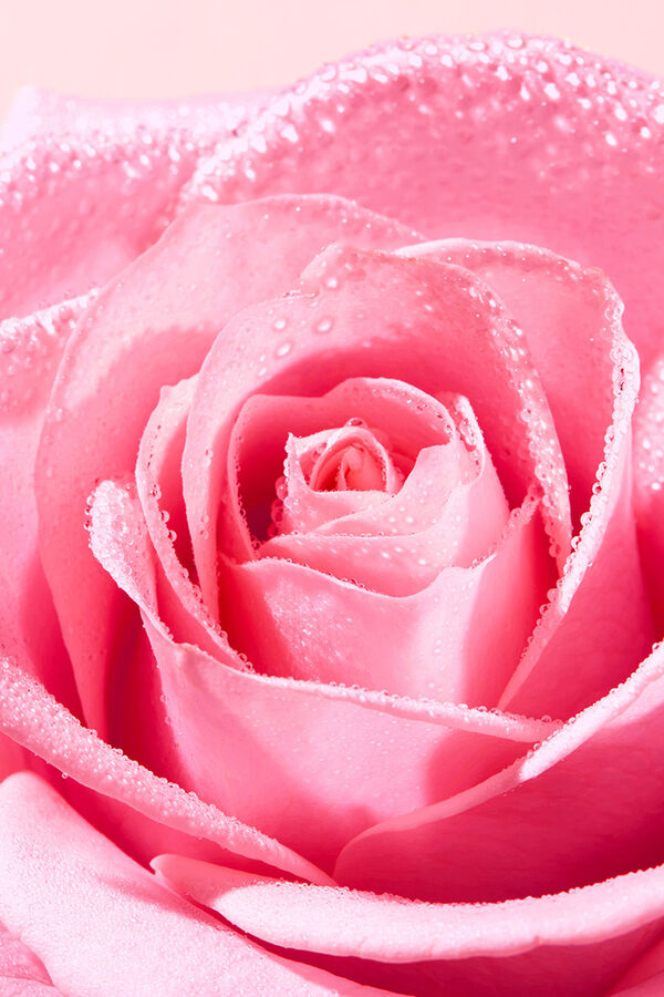 Nuxe GEL DE LIMPEZA CALMANTE VERY ROSE 150ML Subiu