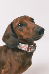 Women'secret Dog necklace printed