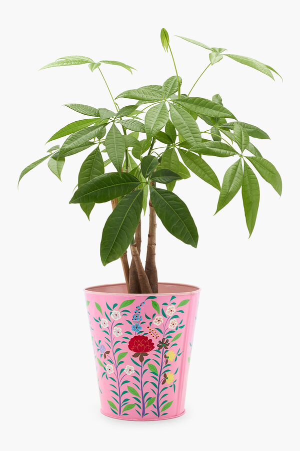 Womensecret Frida pink 20 x 16 x 12 planter rose