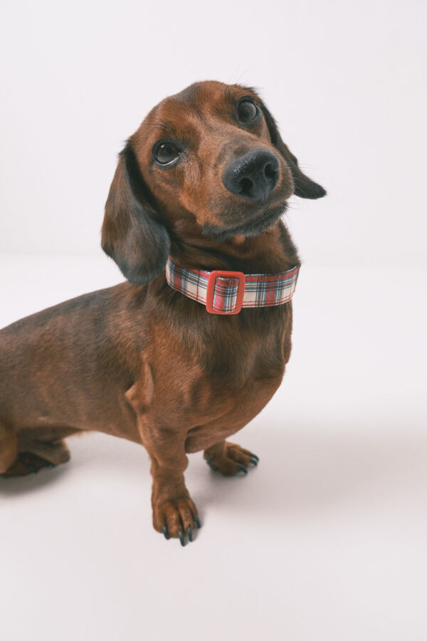 Women'secret Dog necklace printed