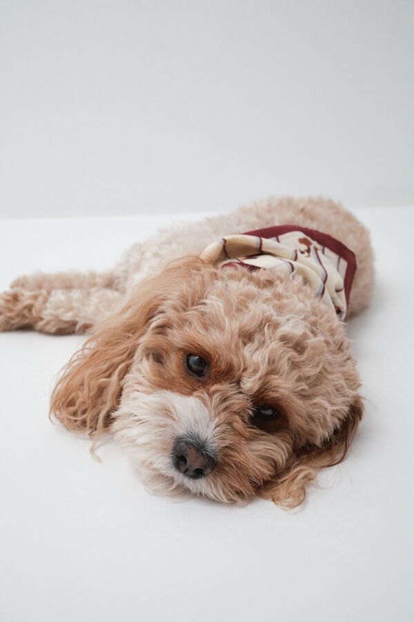 Women'secret Dog bandana scarf white