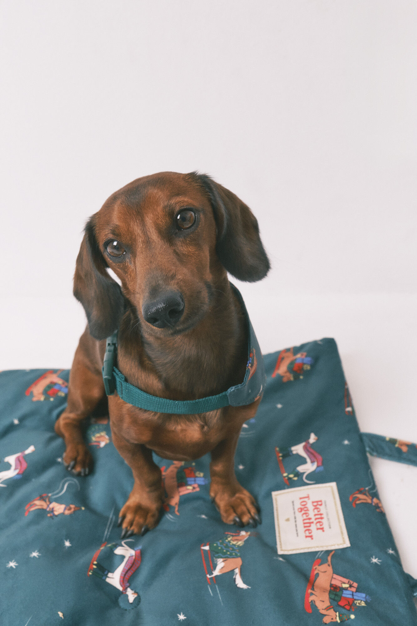 Women'secret Dog cushion mat