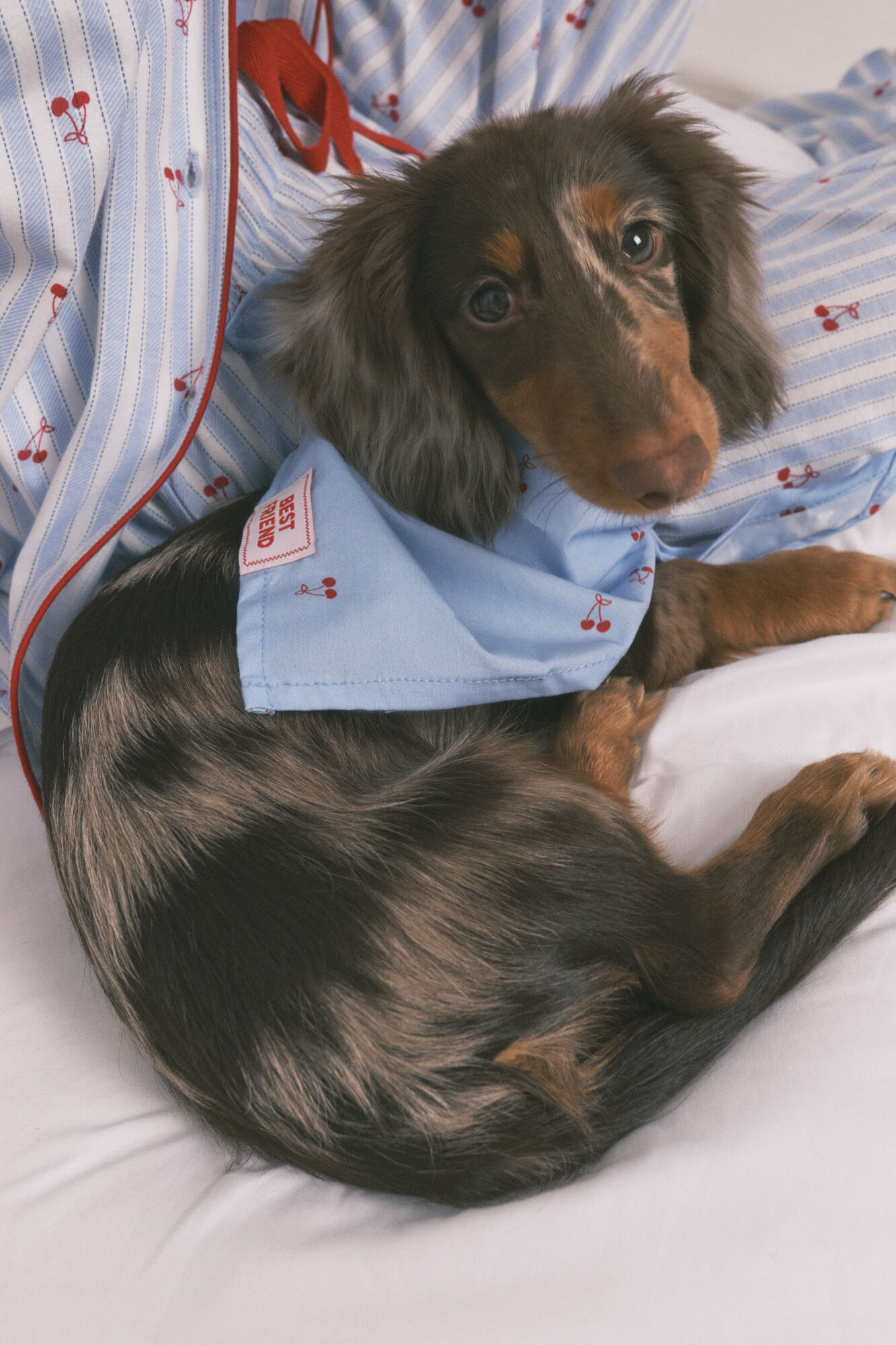 Women'secret Blue cherry dog bandana