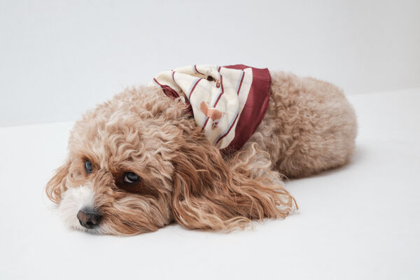 Women'secret Dog bandana scarf white