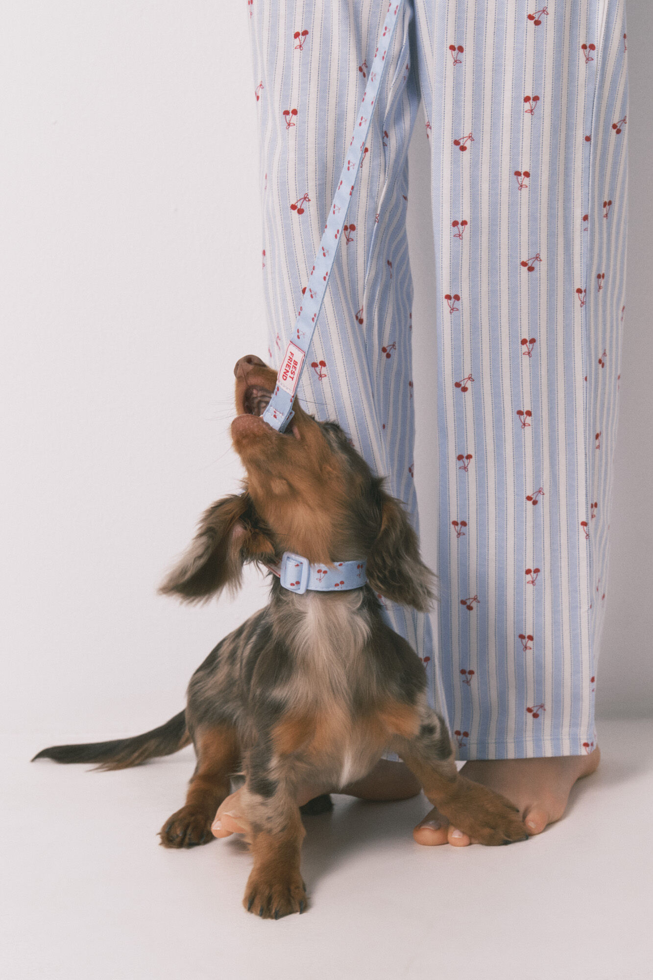 Women'secret Blue cherry dog leash