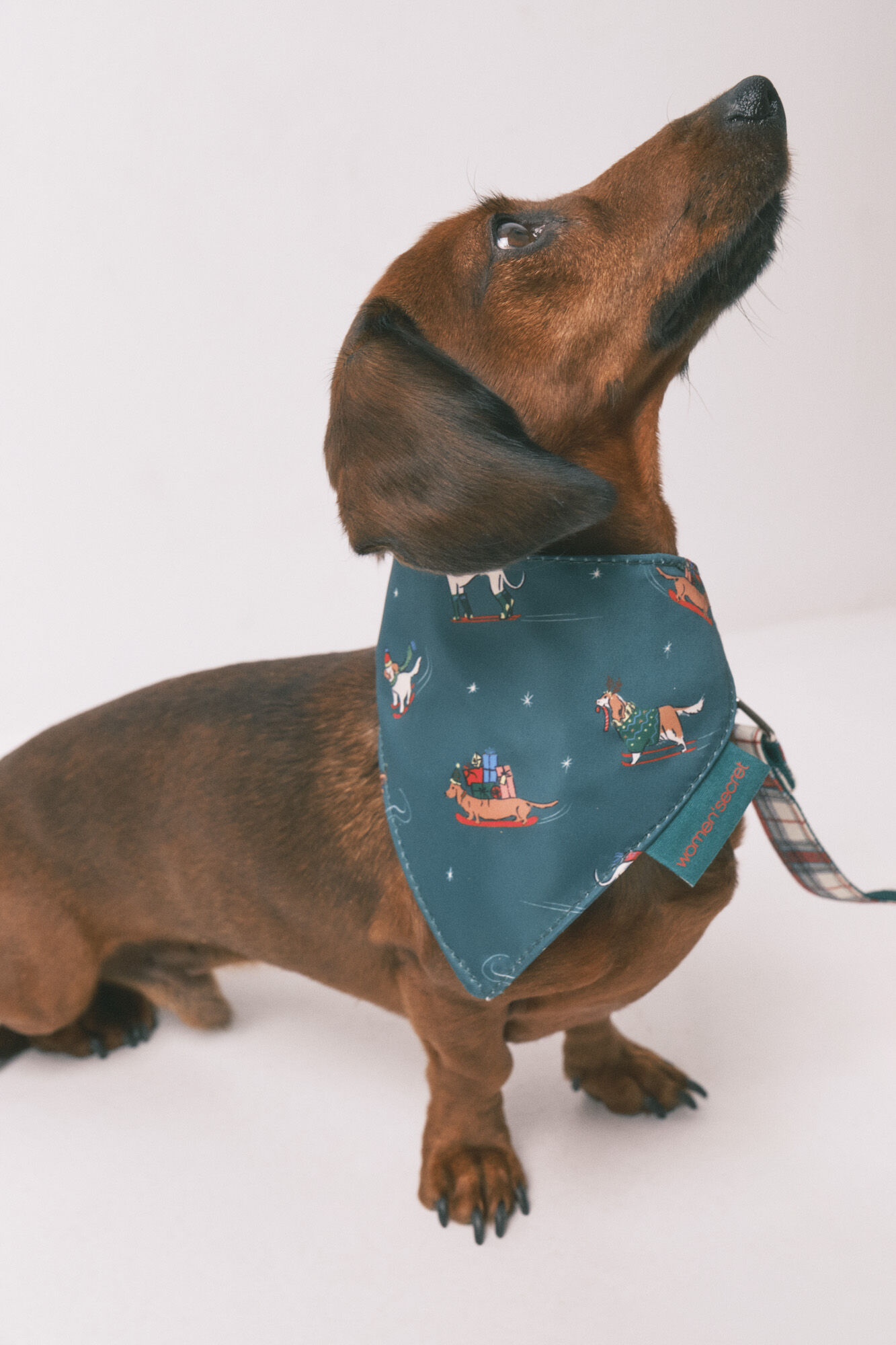 Women'secret Dog bandana