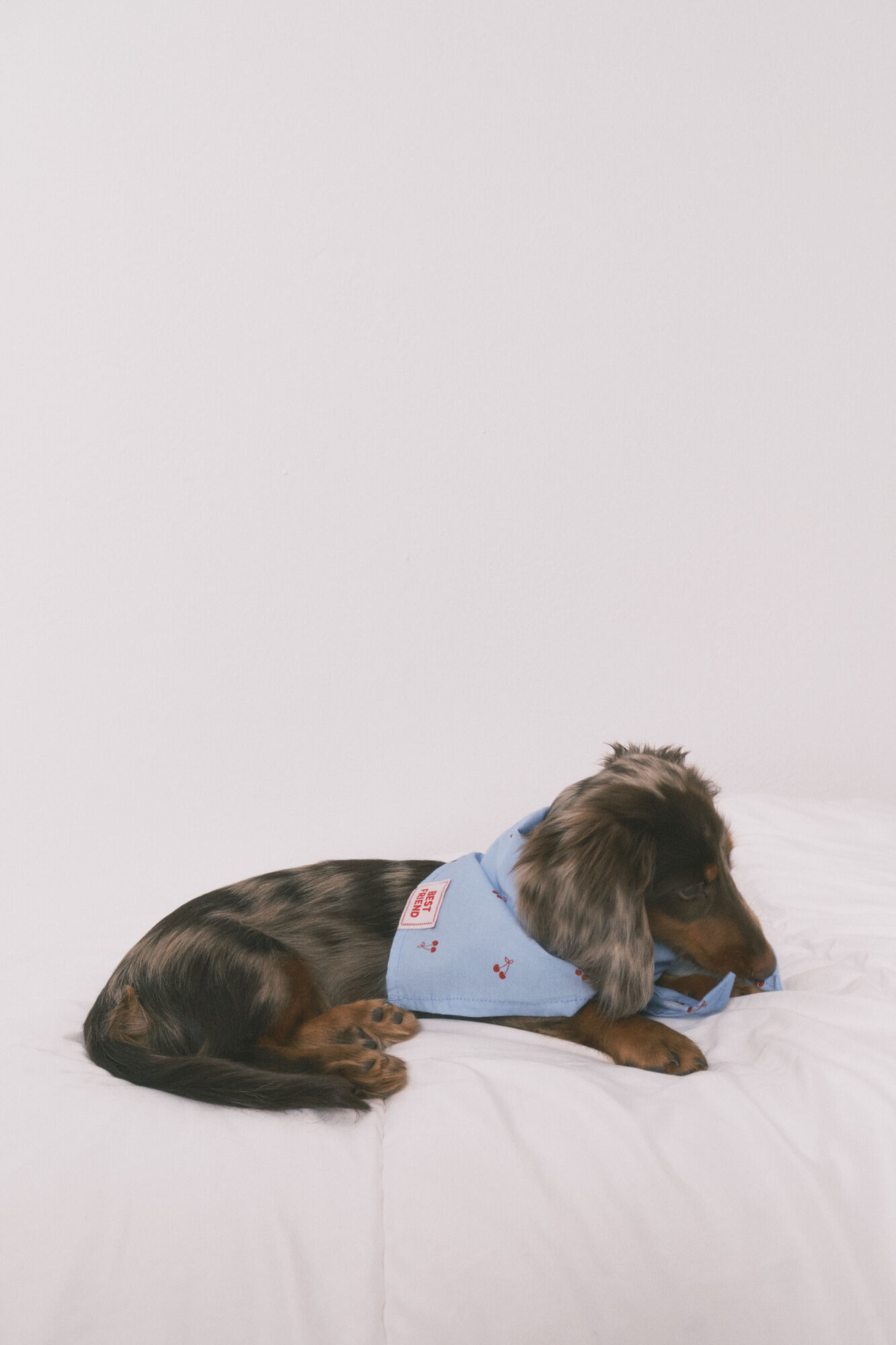 Women'secret Blue cherry dog bandana